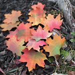 Dictionary-leaves-new