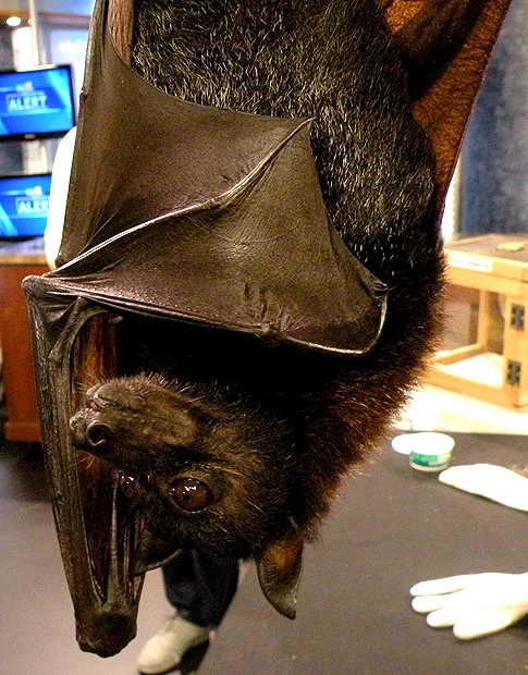 fruit bats as pets