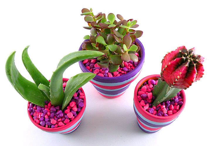 cactus-planter-rocks