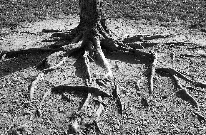 creepy tree roots