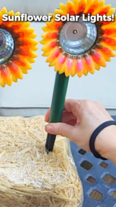 Placing a painted sunflower solar light into a mini hay bale for fall decor
